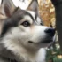 Pomsky Puppies Health Issues: What You Need to Know