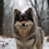 The Best Home Pomskies: Tips for Finding Your Perfect Companion