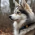 Finding a Reputable Pomski Breeder: Tips and Tricks