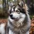 Adopting a Pomsky in Pennsylvania: Tips and Tricks for Finding the Right Companion