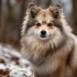 Supreme Pomsky Puppies: Adorable and Healthy Pups for Sale