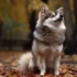 Pomsky Puppies For Sale In New York: Your Guide To Finding The Perfect Companion