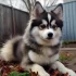 Pomskies: Understanding the Personality Traits of this Popular Designer Dog