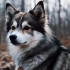 Adorable Pomsky Puppies for Sale in Austin, Texas