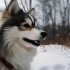 Pomskies for Sale in Ohio: Find Your Perfect Furry Friend