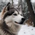 Male Pomsky: Everything You Need to Know About This Adorable Breed
