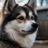 Pomsky Boutique: Where to Find Your Perfect Pomsky Puppy