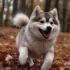 Mini Pomsky Full Grown: Understanding The Size And Appearance Of This Adorable Breed