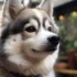 Top 20 Unique Pomsky Names for Male Puppies