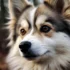 Pomsky Puppies for Sale in Naples, FL