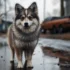 Arctic Design Pomskies: A Guide To Their Unique Appearance And Personality