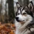 FAQs about Pomsky Husky Pug Mix