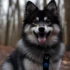 Maryland Pomsky Breeders: Find Your Perfect Pomsky Companion