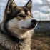 Top Pomsky Breeders in Maine