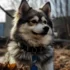 Top Pomsky Breeders in MN