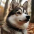 Pomsky Orange: A Guide to Understanding the Unique Coloration of Pomskies