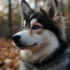 Pomsky Puppy Names for Males: Unique and Adorable Ideas