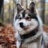 Are Pomskies Real? Everything You Need To Know About This Cute Designer Breed