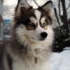 Tri Color Pomskies: The Ultimate Guide to Understanding Their Unique Appearance and Personality Traits