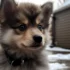 Adorable and Healthy Pomsky Puppies for Sale in San Diego
