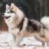 F5 Pomsky: Size, Appearance, And Personality Traits