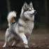 Pomsky Size And Appearance: How Big Do Pomskies Get When Full Grown?