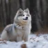 Riri Pomskies: A Comprehensive Guide To Understanding The Pomsky Mix