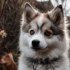 Toby the Pomsky: A Guide to Understanding the Personality Traits of This Adorable Breed