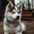 Top Pomsky Breeders in California