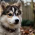 Top Pomsky Breeders in Arizona