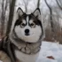 Best Pomsky Breeders in Arizona