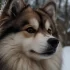 FAQs about Pomsky Puppies for Sale Chicago