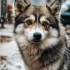 Top Pomsky Breeders in Illinois