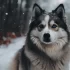 Best Pomsky Breeders in Arizona