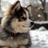 Black and White Pomsky Puppies: Adorable and Unique