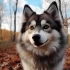 Pomsky Breeders in CT: Where to Find Your Perfect Pomsky Puppy