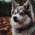 Top Pomsky Breeders in Illinois: Find Your Perfect Pup!
