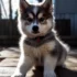 Top Pomsky Breeders in Georgia: Find Your Perfect Pomsky Companion
