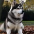 Top Pomsky Breeders in Chicago: Find Your Perfect Pup