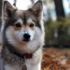 Top Pomsky Breeders in VA