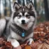 FAQs about Pomsky Husky Pug Mix