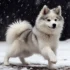 Top 5 Pomsky Breeders in Alabama