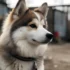 Reputable Pomsky Breeders in Long Island NY