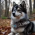 Top Pomsky Breeders in Massachusetts: Where to Find Your Perfect Pup