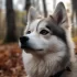 Top 5 Pomsky Breeders in Kentucky for Healthy and Adorable Puppies