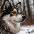 Indiana’s Top Pomsky Breeder: Find Your Perfect Furry Friend Today!