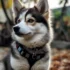 Reputable Pomsky Breeders in Long Island NY