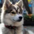 Top 5 Pomsky Breeders in NC