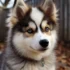 Top Pomsky Breeders in MA