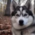 Top 5 Pomsky Breeders in MD